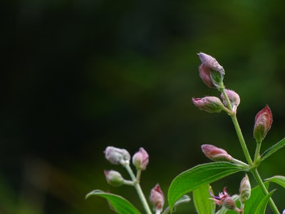 粉红色的花朵
